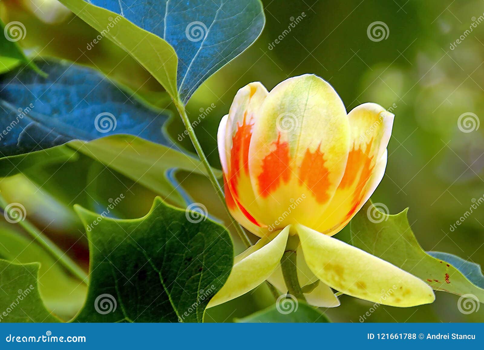 liriodendron tulipifera - tulip tree